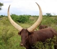 We were driving home tonight when suddenly out of the darkness appeared a cow like this one walking in the middle of the road just in front of us .